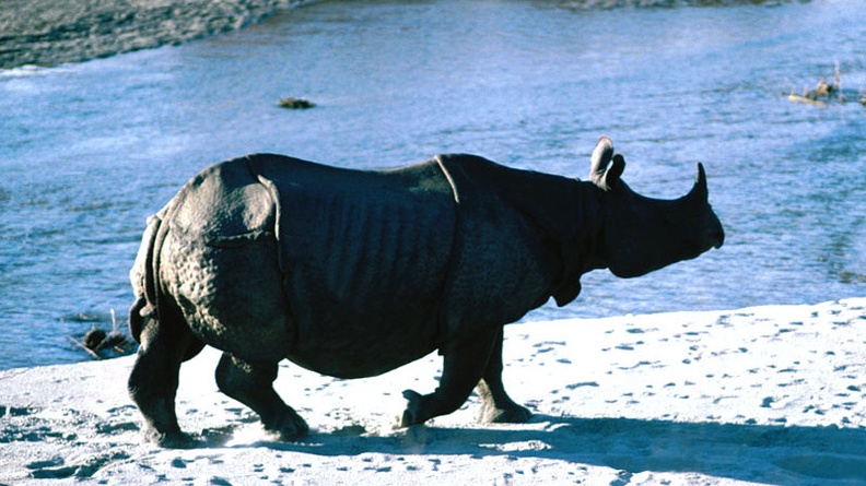 A Lone Rhino